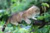 eliphai115viikkoa27726_small.jpg