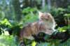 eliphai115viikkoa27731_small.jpg
