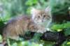 eliphai115viikkoa27735_small.jpg