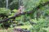 eliphai125viikkoa4830_small.jpg