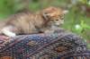 eliphai4weeks5623_small.jpg