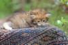 eliphai4weeks5624_small.jpg
