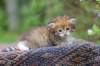 eliphai4weeks5631_small.jpg