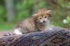 eliphai4weeks5632_small.jpg