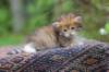 eliphai4weeks5633_small.jpg