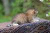 eliphai4weeks5635_small.jpg