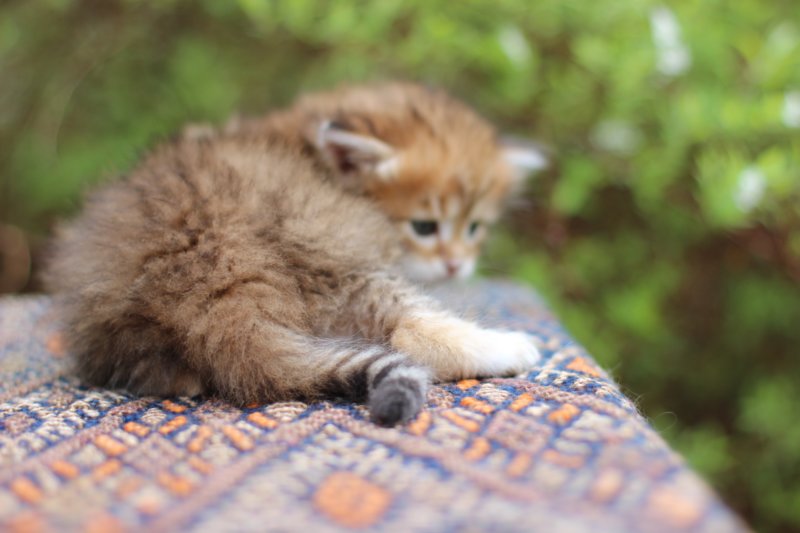 eliphai4weeks5637.jpg
