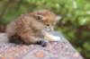 eliphai4weeks5637_small.jpg