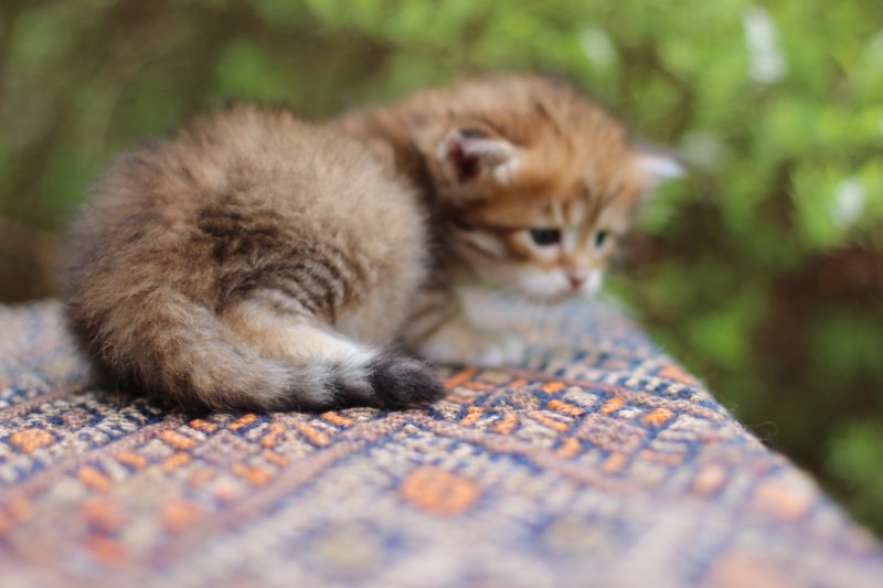 eliphai4weeks5639.jpg