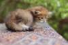 eliphai4weeks5639_small.jpg