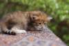 eliphai4weeks5640_small.jpg