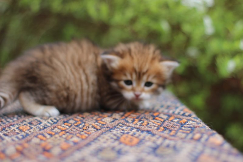 eliphai4weeks5642.jpg