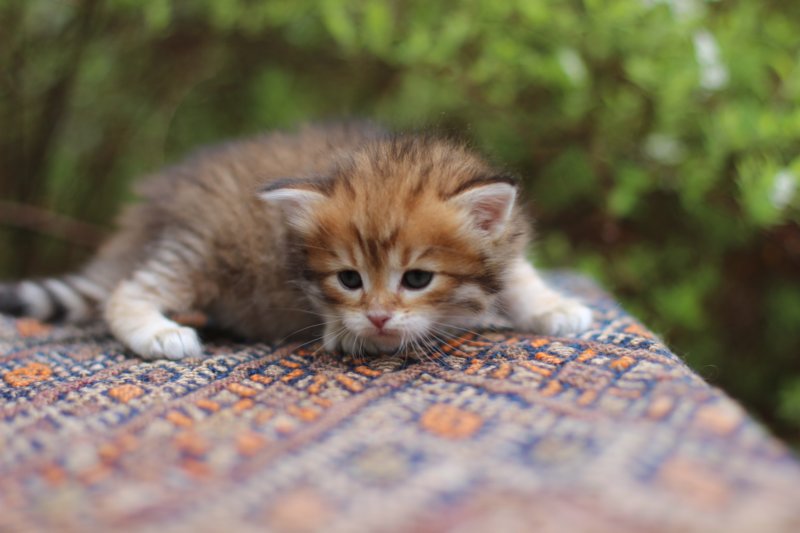 eliphai4weeks5644.jpg