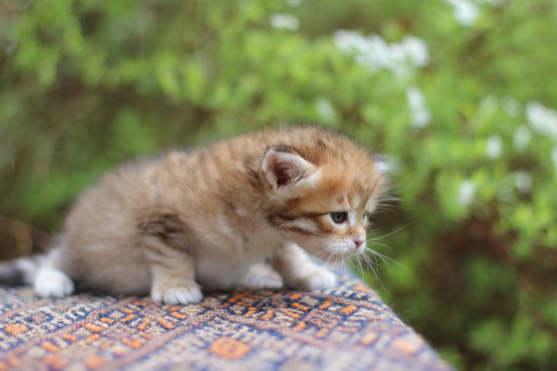 eliphai4weeks5651.jpg