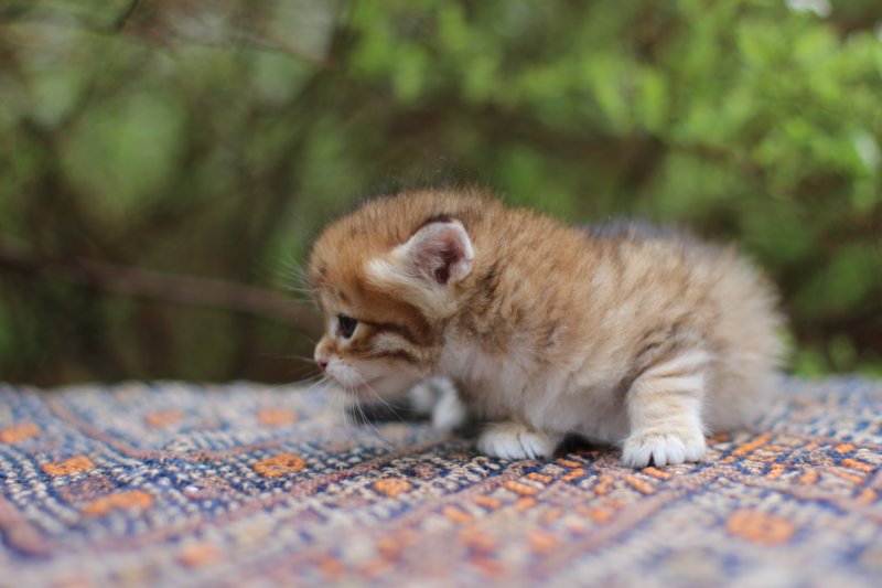 eliphai4weeks5657.jpg