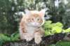 enoch115viikkoa27744_small.jpg