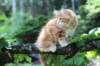enoch115viikkoa27782_small.jpg