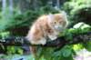 enoch115viikkoa27784_small.jpg