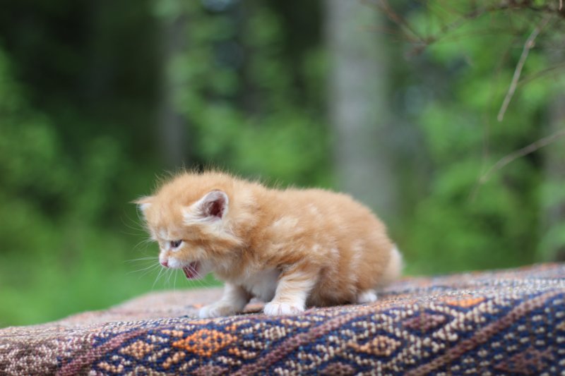 enoch4weeks5619.jpg