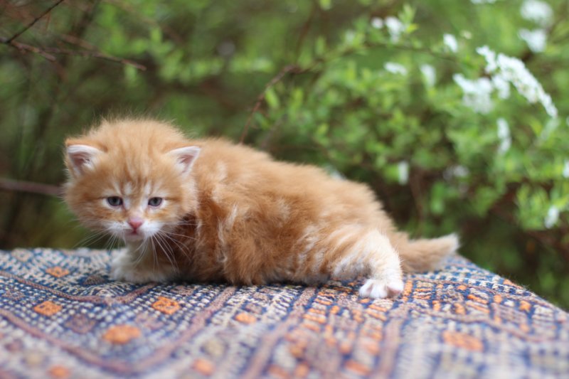 enoch4weeks568.jpg