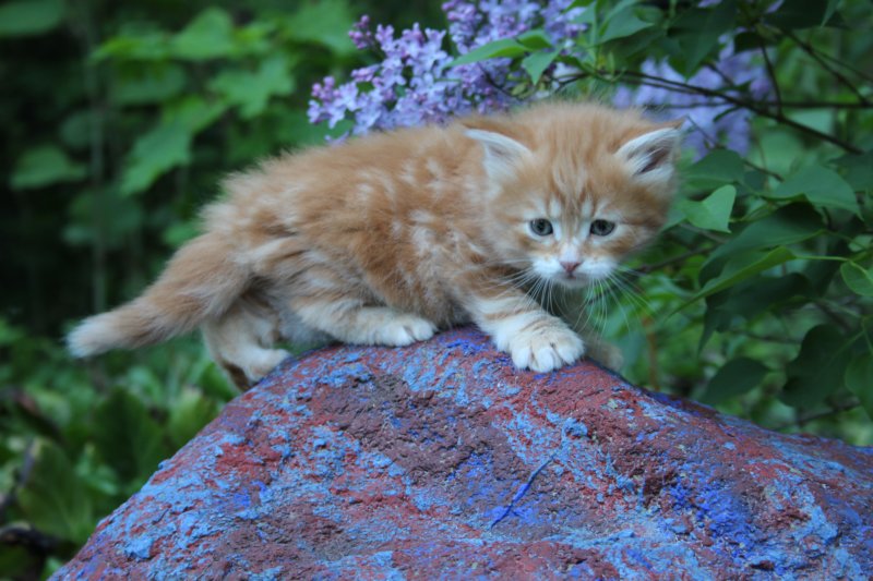 enochboy5weeks13618.jpg