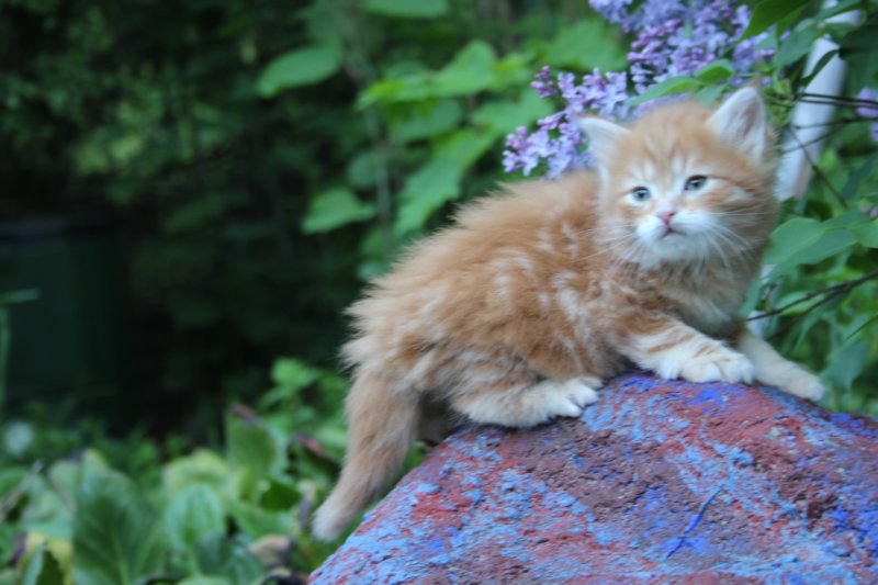 enochboy5weeks13623.jpg