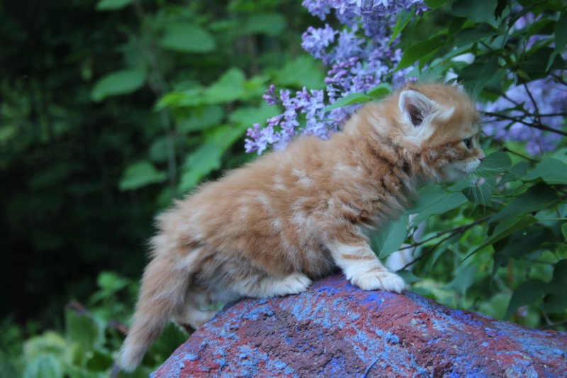 enochboy5weeks13627.jpg
