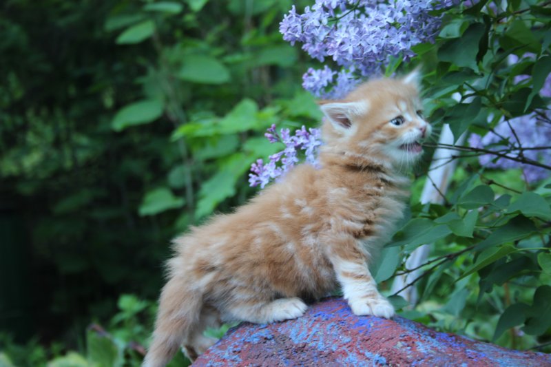 enochboy5weeks13630.jpg