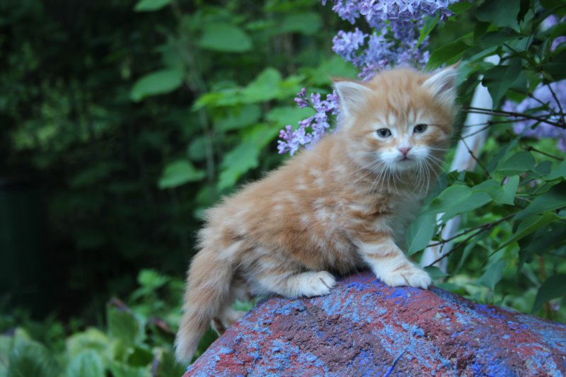 enochboy5weeks13632.jpg