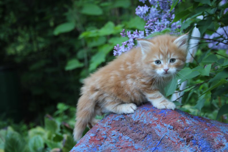 enochboy5weeks13633.jpg