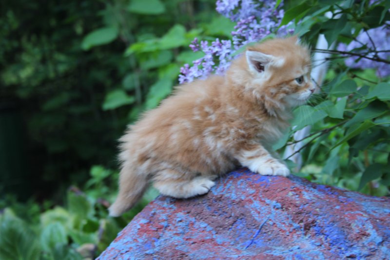enochboy5weeks13639.jpg