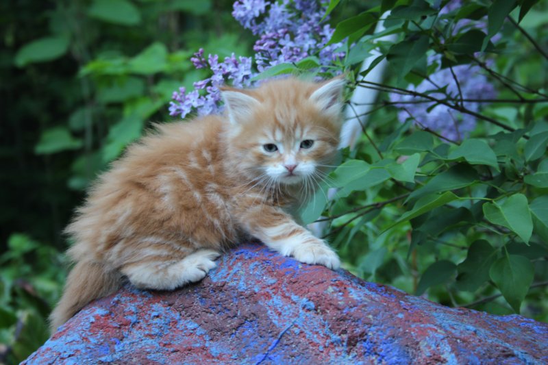 enochboy5weeks13641.jpg