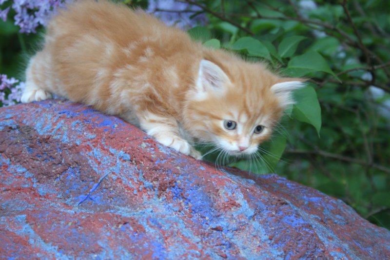 enochboy5weeks13653.jpg
