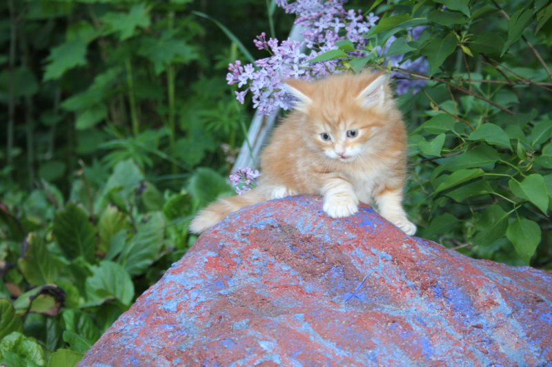 enochboy5weeks13657.jpg