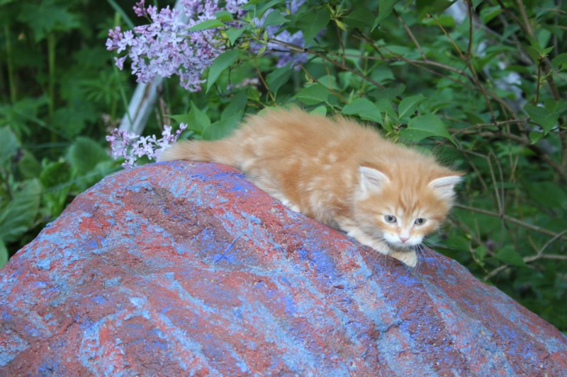 enochboy5weeks13666.jpg