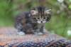 ephratah34_small.jpg
