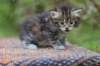 ephratah39_small.jpg