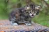 ephratah40_small.jpg
