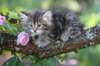 ephratahgirl7weeks28610_small.jpg
