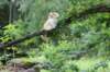 esaias125viikkoa5817_small.jpg