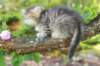 eshtergirl7weeks28641_small.jpg