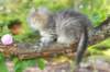 eshtergirl7weeks28642_small.jpg
