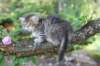 eshtergirl7weeks28649_small.jpg