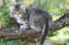 eshtergirl7weeks28650_small.jpg