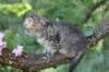 eshtergirl7weeks28653_small.jpg