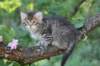 eshtergirl7weeks28654_small.jpg