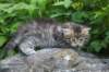 esthergirl5weeks13637_small.jpg