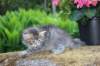 esthergirl5weeks13658_small.jpg