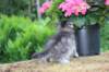 esthergirl5weeks13662_small.jpg