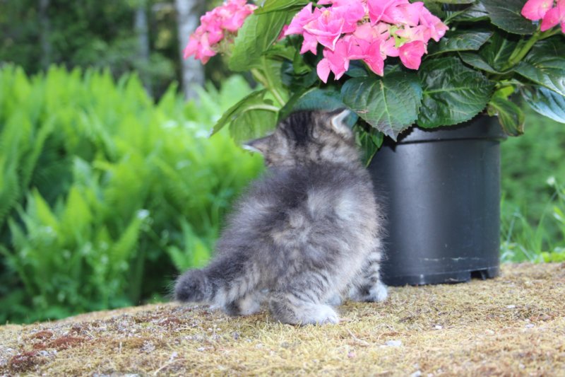 esthergirl5weeks13663.jpg